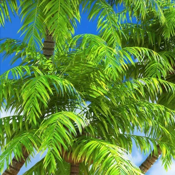 Običaj 3D slike pozadina plaža pogled na more kokos palme krajolik zidno slikarstvo dnevni boravak kauč na tv pozadina freska desktop